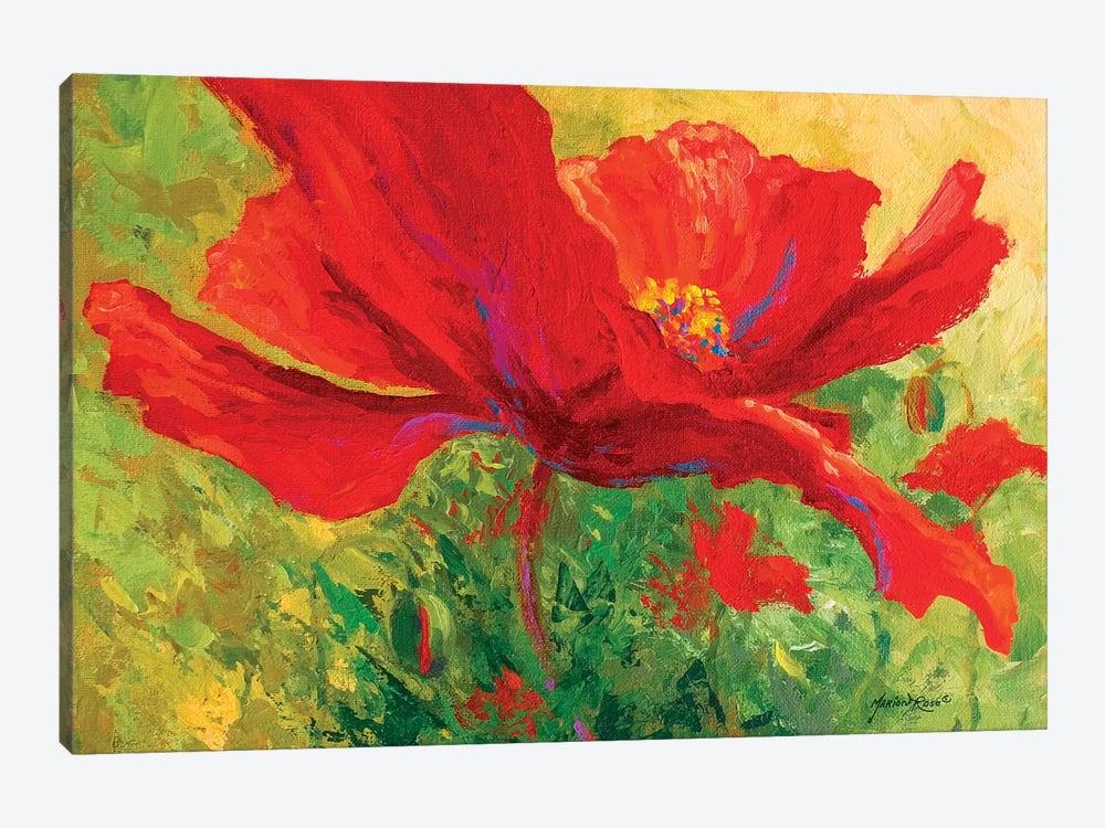 Red Poppy Canvas Art V6787
