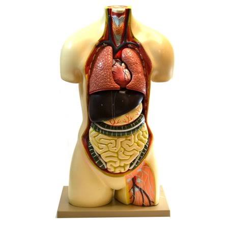 Human Torso Model S106546