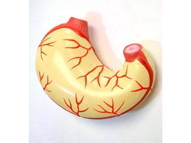 Human Torso Model S106546