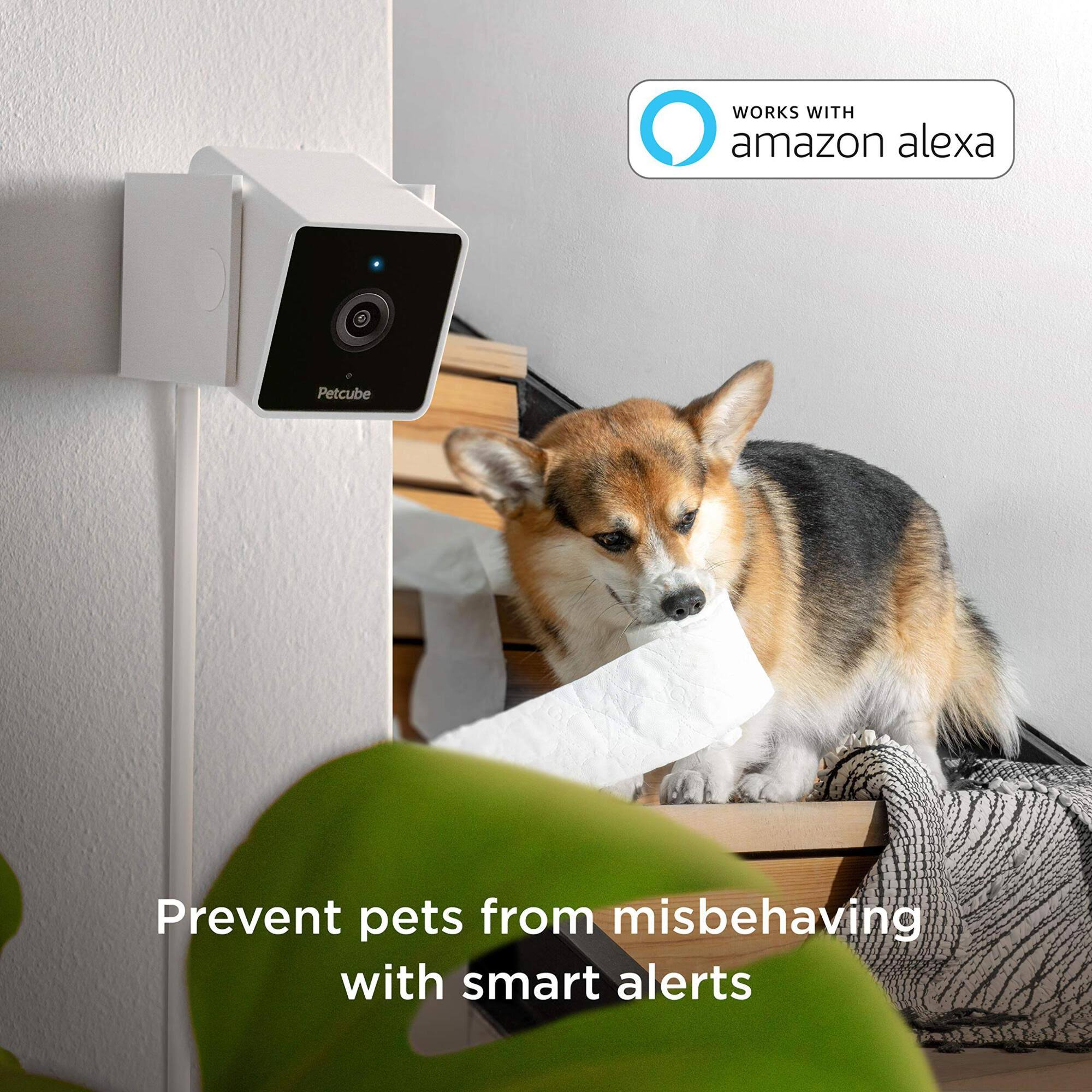 2 Cam Pet Monitoring Camera (Refurbished) M876