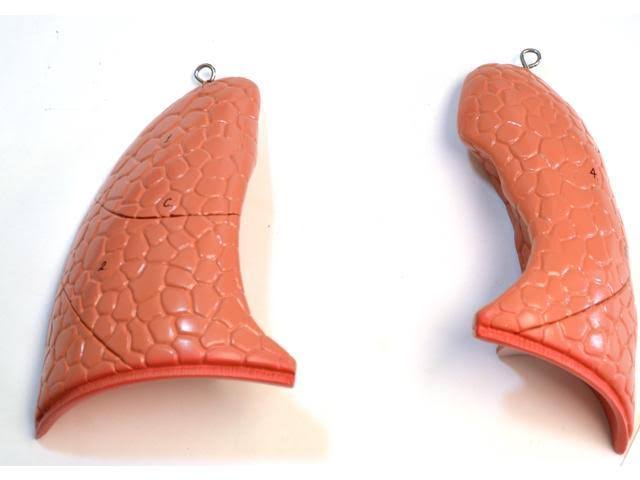 Human Torso Model S106546
